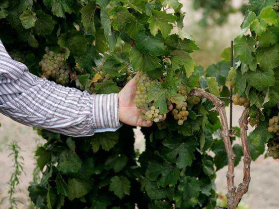 209-Grape-Harvest-1-SIDE