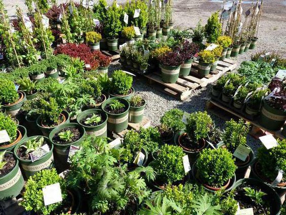 Westurf Nursery A Staple In Modesto Gardening Landscape Westurf Nursery A Staple In Modesto Gardening Landscape