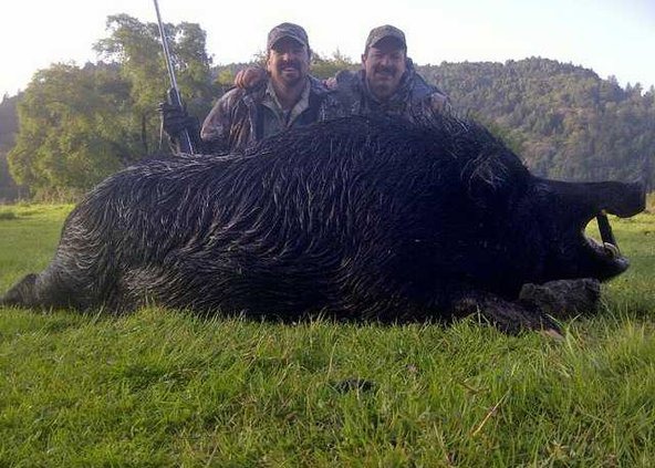 6-27 OAK Hog1