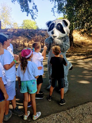 ricky racoon
