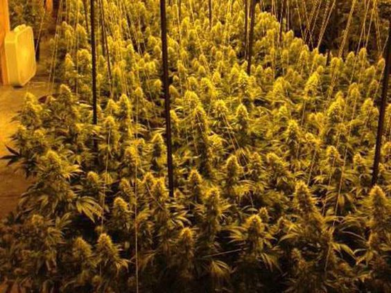 Pot IMG 0893