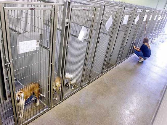 ANIMAL SHELTER1 8-6-15