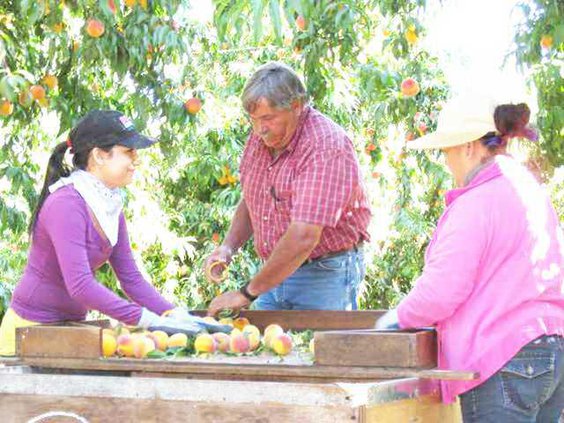 fruit farmer pic