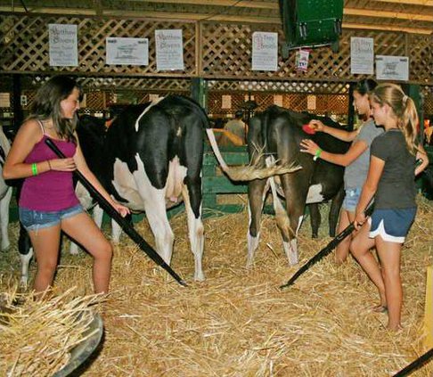 Fair animal care pic1
