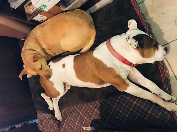Dogs