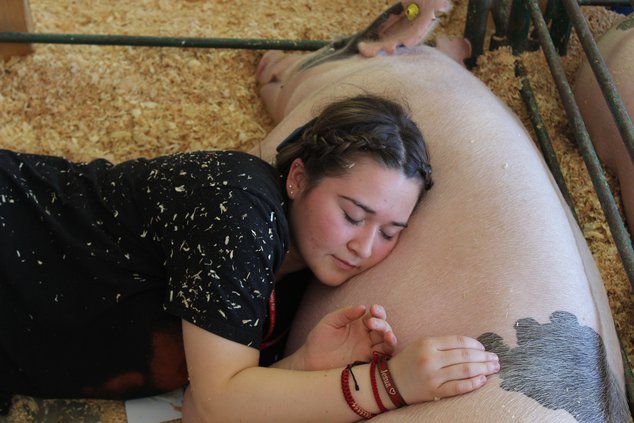fair animals 2