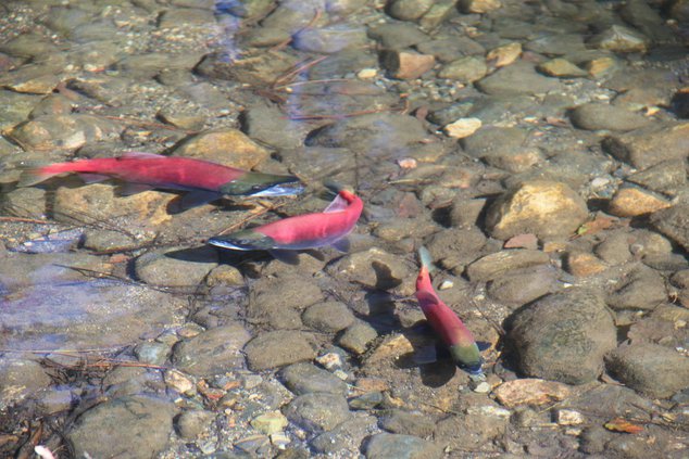 salmonpix