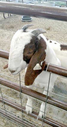 Bella goat